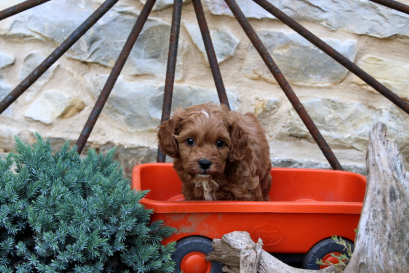 puppy, for, sale, Cavapoo, Matthew B. Stoltzfus, dog, breeder, Gap, PA, dog-breeder, puppy-for-sale, forsale, nearby, find, puppyfind, locator, puppylocator, aca